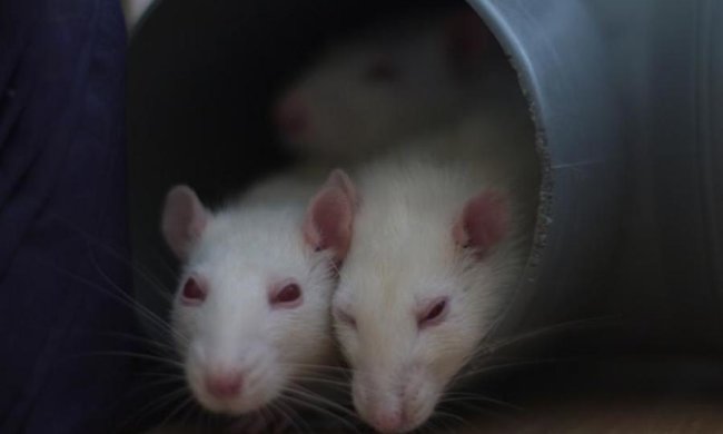 Родились первые космические мыши
