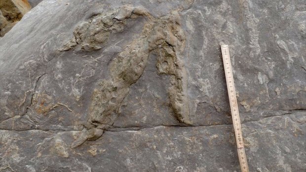 Як тризубець: вчені виявили десятки добре збережених слідів гігантських істот