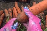 Книга о сексе для мальчиков стала скандалом из-за однополой любви: советовали попробовать с морковкой