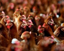 Украинские куры приблизились к Европе 