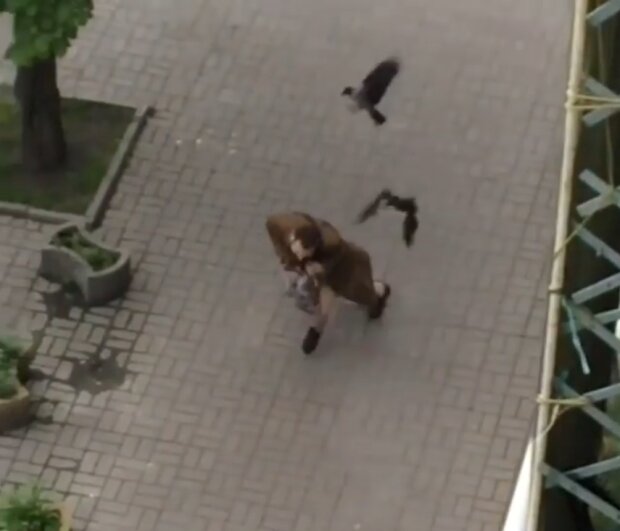 Птицы напали на мужчину, скриншот с видео
