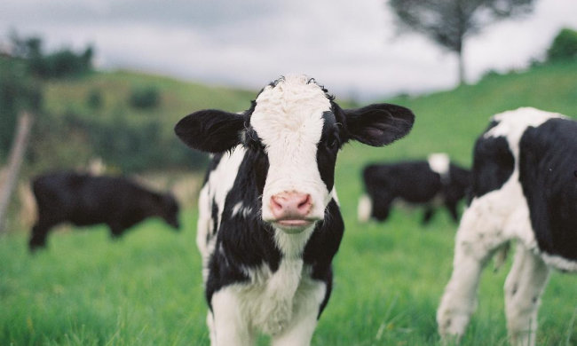 Сегодня народный праздник Вукол Телятник 19 февраля: поверья и приметы