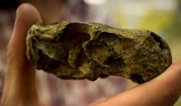 Ученые нашли останки первого ядовитого животного