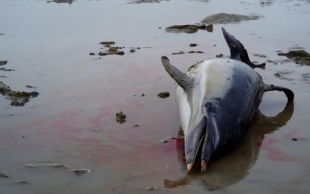 Чорноморські дельфіни масово викинулись на берег