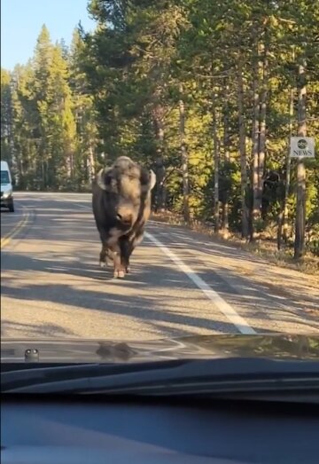 Бизон в парке, instagram.com/abcnews