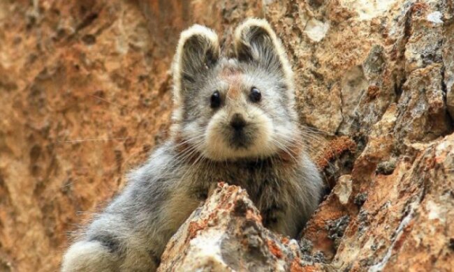 У Китаї вперше за 20 років помічений «чарівний кролик»