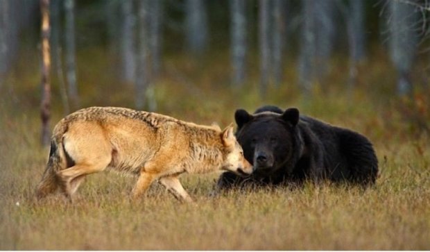 Як ведмеді впливають на агресивність вовків