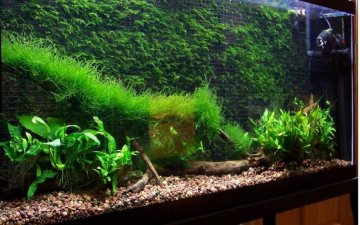 Українець створює свою "Одіссею" у звичайних акваріумах