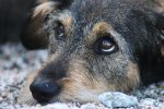 Прокотилися з вітерцем: жителі Якутії по-особливому знущалися над собаками, в хід пішов снігохід
