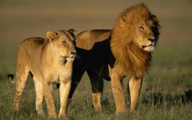 Справжній цар звірів: лев ганебно втік з поля бою