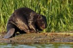 Американцы нашли останки бобра эпохи динозавров