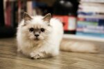 кошка, фото pxhere