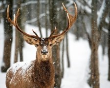 На вулиці Петербурга вибіг олень