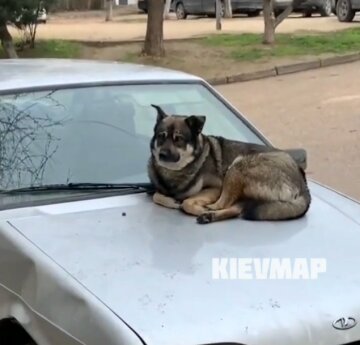 В Киеве собака села на капот машины, скриншот с видео