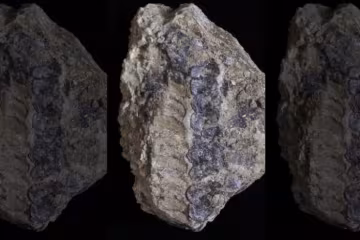 Окаменелости растения, фото: Current Biology