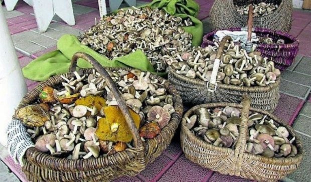На Киевщине открылся грибной сезон