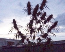 Житель Львовской области выращивал коноплю во дворе (фото)