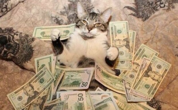 Котик купається в грошах, Twitter