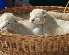 Білих левенят-близнюків вперше показали в зоопарку