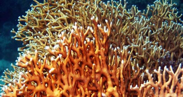 Коралл-вампир установил рекорд продолжительности жизни 
