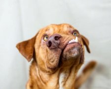 Кривомордий пес став улюбленцем соцмереж