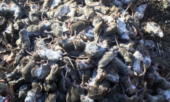 Донбас атакують зграї гігантських мишей