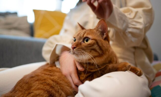 Котик. Фото Freepik