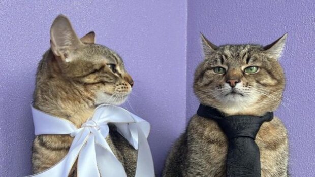 Кіт Степан одружився. Фото: Instagram