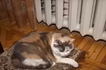 Скрін, відео YouTube