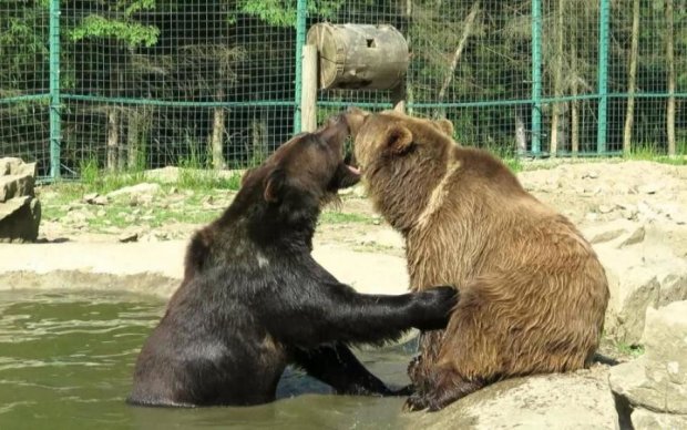 В Киевском зоопарке медведи устроили корпоратив