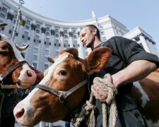 Гроші віддадуть не студентам, а коровам: в партії Порошенка запропонували новий законопроєкт