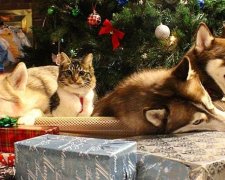 Хаскі врятували кошеня і взяли його в сім'ю (фото)