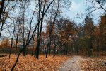 Ліс, фото: Знай.иа