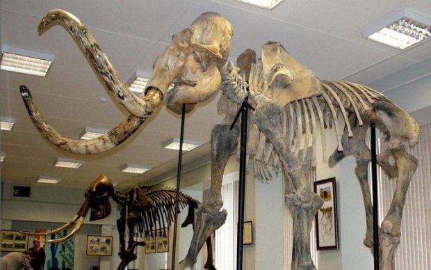 Всередині скелета мамонта знайшли дещо дивне