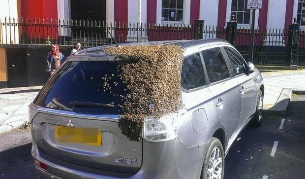 Рій бджіл спокусився на автомобіль британця