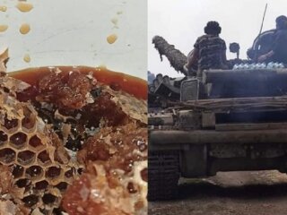 Воїни ЗСУ прихистили бджіл. Фото: коллаж Знай.UA