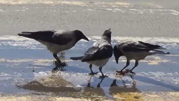 Вороны: фото скрин Ютуб