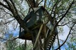 Львовяне переселились на дерево во время изоляции - как пережить карантин красиво