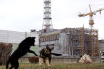 Чернобыльская зона ожила и покрылась цветами, фото аномалии выложили в сеть