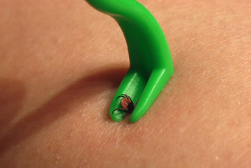 Кліщ, зображення з вільних джерел