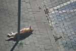 Поляки викликали копів через кота, якого клювала ворона, але все виявилося зовсім не так
