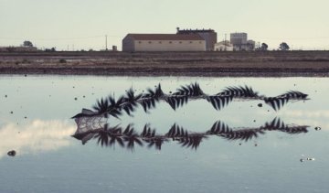 Птахи-"художники" прикрасили небо візерунками (ФОТО)