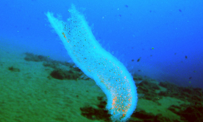 Новозеландские дайверы наткнулись на глубоководное чудище: состоит из тысячи мелких существ