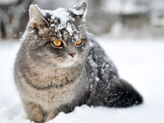 Погода, сніг, котик, фото із соцмереж
