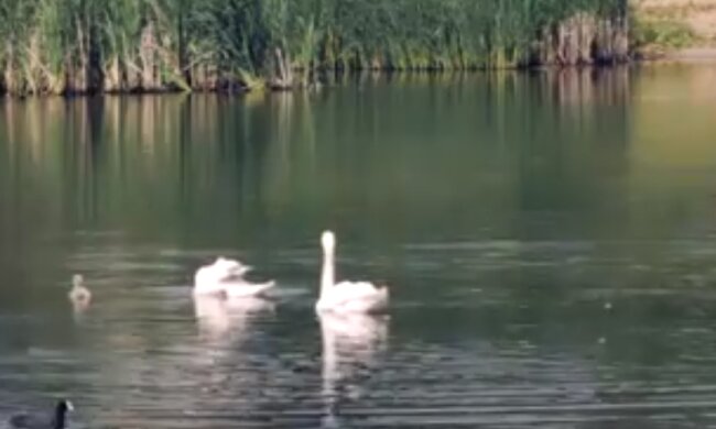 Скрин, видео YouTube