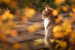 Котик / фото: Pinterest