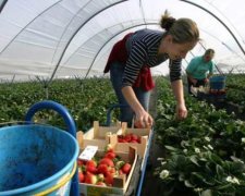 Украинские работники заинтересовали европейскую страну