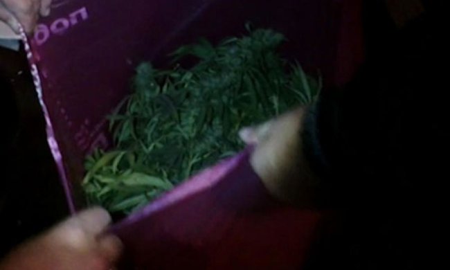 Міліціонери в Запоріжжі вилучили 10 кг коноплі (фото)