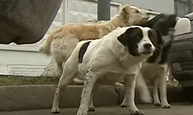 Бродячі пси, зображення ілюстративне, кадр з відео: YouTube