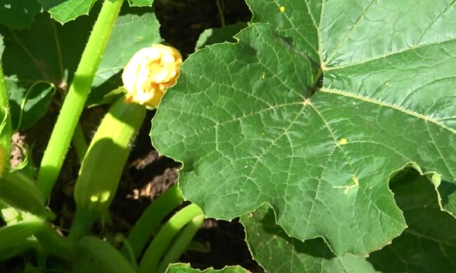 Кабачки, кадр з відео, зображення ілюстративне: YouTube